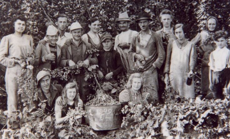 Hopfenernte auf dem „Huber-Hof“ in Lutzmannsdorf 1949.